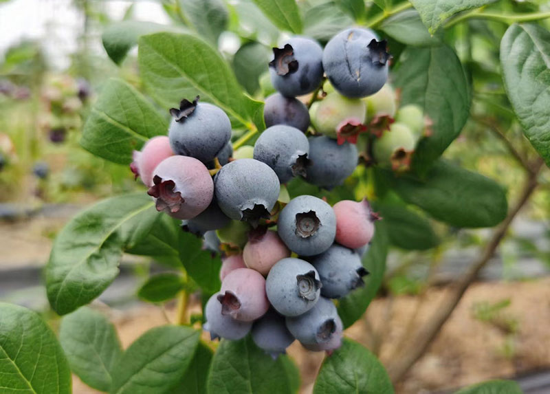 蓝莓采摘2斤