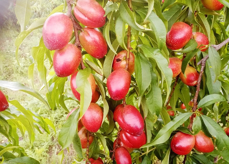 红安油桃采摘6斤